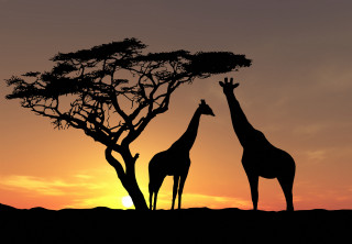 Giraffes tree sunset dawn nature - two giraffe free wallpaper