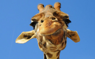 Giraffe head neck blue sky 2 - facial feature free wallpaper