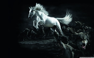 White horse galloping dogs night - the dark night sky free wallpaper for desktop