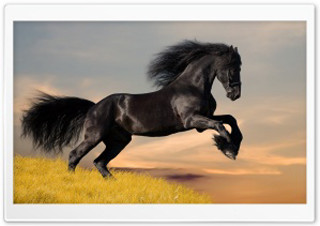 Black horse running hill sunset - a black horse free wallpaper