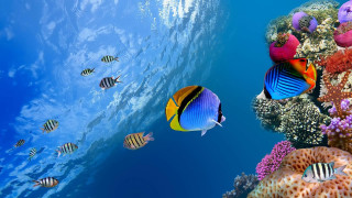 Fish swimming colorful coral reef - ecological art free wallpaper