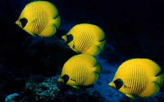 Three yellow fish coral reef - yellow free wallpaper