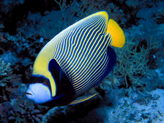 Blue yellow fish coral reef 5 - a coral reef free wallpaper for desktop