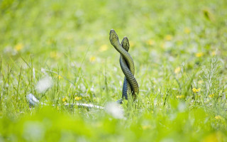 Snake grass cobra blurry nature - eye closed free wallpaper