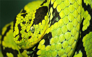 Green black snake yellow spots - fluorescent free wallpaper for desktop