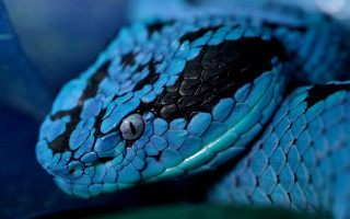 Blue snake black spots head - its head and neck free wallpaper
