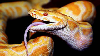Yellow white snake mouth open - snake free wallpaper