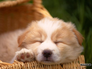 Small dog sleeping basket grass - the basket free wallpaper