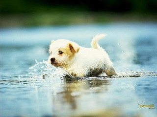 Small white dog splashing water 2 - a small white dog free wallpaper