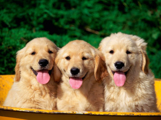 Three dogs yellow tub tongue - free dogs wallpaper
