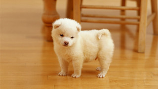Small white dog wooden floor 4 - a small white dog free wallpaper for desktop