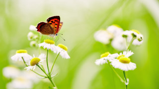 Butterfly flower field green grass - nature free wallpaper