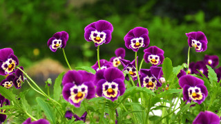 Purple flowers garden blurry background 2 - a garden area free wallpaper