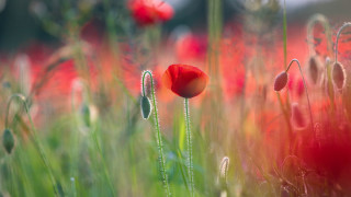 Red flowers green stems grass - the foreground and a blurry background free wallpaper