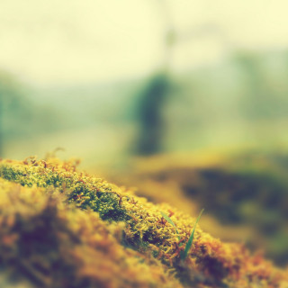 Mossy surface trees background blurry - a tilt shift photo free wallpaper for tablet