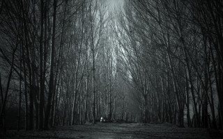 Black white forest dirtroad trees - photo of a forest free wallpaper