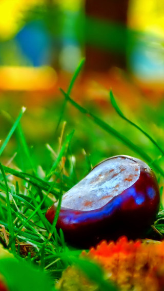 Fruit closeup grass blurry background - boetius adamsz bolswert free wallpaper for mobile