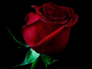 Red rose black background green 3 - rose free wallpaper for desktop