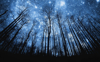 Night sky stars trees forest - star and trees free wallpaper