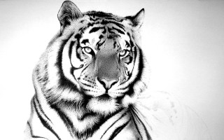 Tiger black white drawing photo - a charcoal drawing free wallpaper for desktop