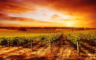 Sunset vineyard vines cloudy sky - beautiful landscape free wallpaper