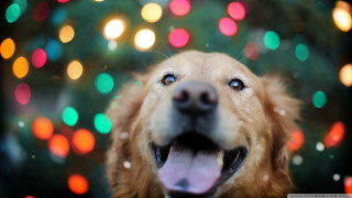 Dog mouth open christmas tree - a christmas tree in the background free wallpaper