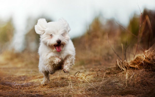 Small white dog running field - a small white dog free wallpaper