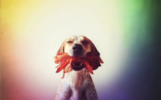 Dog bow rainbow background white - its neck free wallpaper