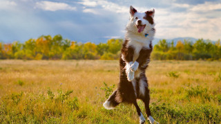 Dog jumping frisbee field grass - dynamic free wallpaper for desktop