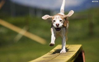 Dog running bench grass blurry - energetic free wallpaper