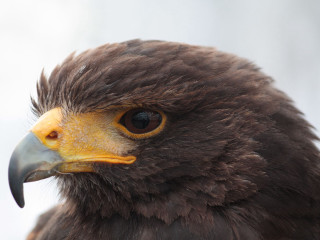 Bird prey yellow beak brown 2 - a black head free wallpaper