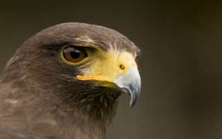 Bird prey yellow beak brown 3 - a close up of a bird free wallpaper