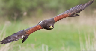 Bird of prey flying field - arie smit free wallpaper
