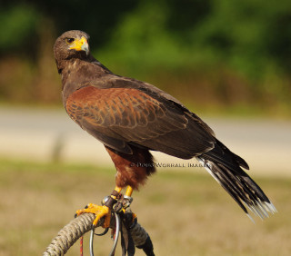 Hawk bicycle handlebar field grass - free bird wallpaper for tablet