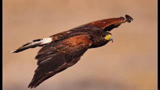 Bird prey flying wings spread - animal photography free wallpaper