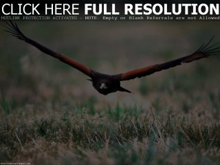 Bird flying wings grass nature - the word free wallpaper