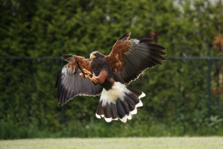 Bird of prey flying wings 10 - daarken free wallpaper