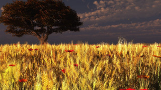 Tree field wheat red poppies - a dark sky free wallpaper