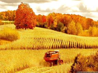 Red truck wheat field autumn - autumn time free wallpaper