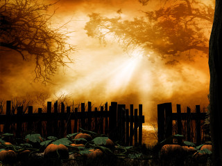 Fence pumpkins foggy sky sunbeam - pumpkin free wallpaper for desktop