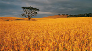Wheat field lone tree cloudy - overhead in the distance free wallpaper