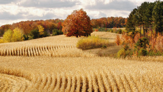 Wheat field trees background clouds - a field of wheat free wallpaper