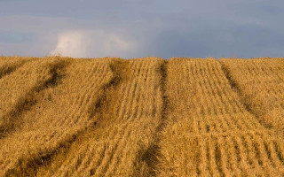 Wheat field cloud blue sky - heavy free wallpaper
