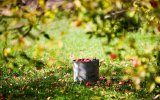 Bucket of apples in grass - fall vibrancy free wallpaper for desktop
