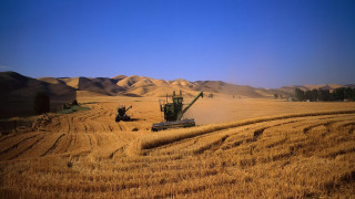 Combine wheat field mountains blue - heavy free wallpaper