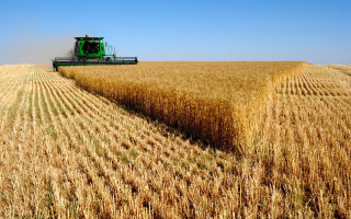 Combine harvesting wheat field tractor - a field of wheat free wallpaper for desktop