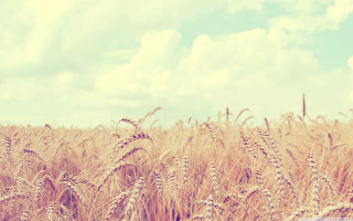 Wheat field cloudy blue sky - heavy grain free wallpaper for desktop