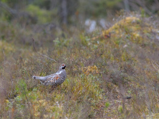 Bird field tallgrass weeds closed - female free wallpaper