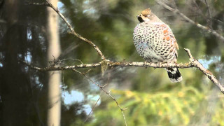 Bird perched branch blurry background 3 - brian snøddy free wallpaper for desktop