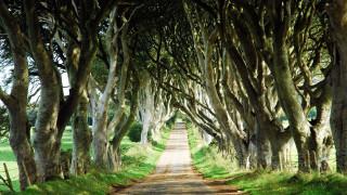 Dirt road lined with trees - game free wallpaper for desktop